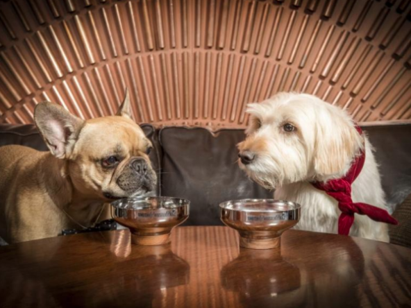 Dog friendly staycations in Manchester